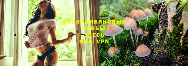 сатива Нефтекумск